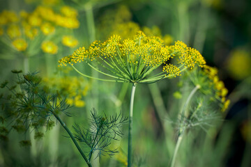 Fresh dill (Anethum graveolens) growing on the vegetable bed. Annual herb, family Apiaceae.  Growing fresh herbs. Green plants in the garden, ecological agriculture for producing  healthy food concept