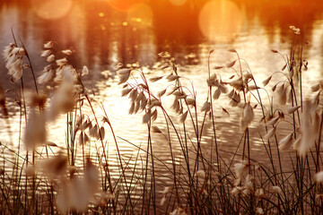 Spring scene. Plant cotton grass over water in beams of the sunset sun.