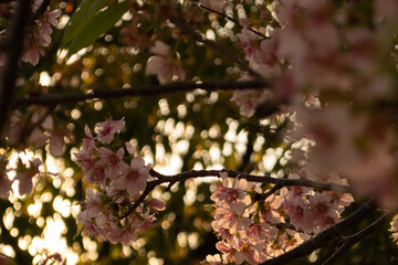 満開になった早咲きのヒマラヤザクラ