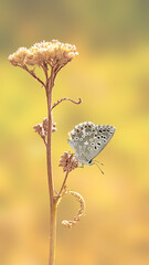 Ein blauer Chalkhill-Schmetterling (Lysandra coridon) auf einer trockenen wilden Wiesenblume, die bereit ist, Nahaufnahmemakro zu fliegen. Selektiver Fokus mit orangefarbenem, unscharfem Hintergrund. Schöne Sommerwiese, Inspirationsnatur.