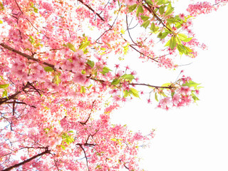 Obraz na płótnie Canvas 美しく咲き誇る満開の桜