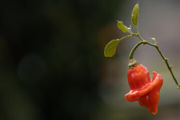 Sininho de Natal picante