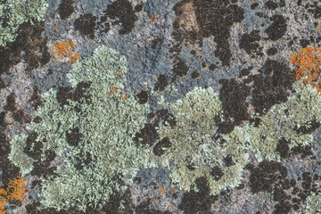 Close up view of a grey flat stone speckled with colourful lichens growing. Pattern and texture surface with green, yellow, orange, grey and white colors. Abstract outdoor natural view as a background