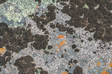 Close up view of a grey flat stone speckled with colourful lichens growing. Pattern and texture surface with green, yellow, orange, grey and white colors. Abstract outdoor natural view as a background