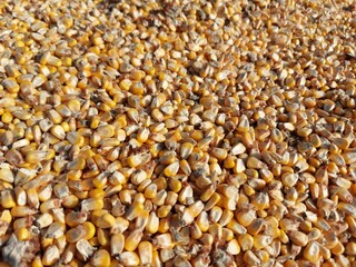 wheat grain background