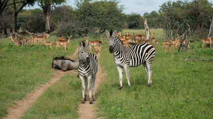 Fototapeta premium Zwei Zebra, ein Gnu und mehrere Impala während einer Safari in der Savanne von Simbabwe