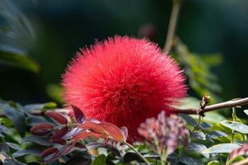 Close up of Red Powderpuff Flower