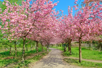 Fototapeten Alley of blossoming cherry trees called Mauer Weg English: Wall Path following the path of former Wall in Berlin, Germany. Bright sunlight with shadows. © tilialucida