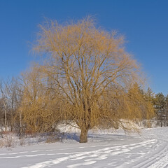 Hiking and cross country skiing traill in the snow between bare trees and shrubs on a sunny day with clear blue sky in Ottawa, Canada 