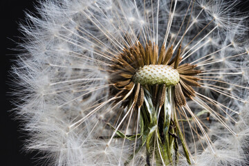 Makroaufnahme Löwenzahn Pusteblume  Samen vor schwarzem Hintergrund