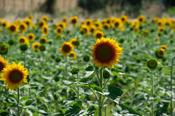 Girasoles 