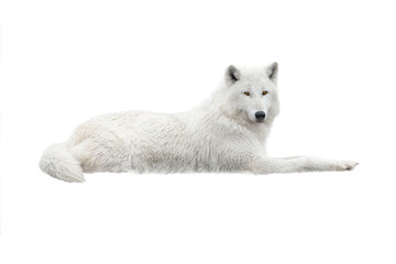 A white arctic wolf lies in the snow. Isolated on white background.