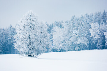 Winterlandschaft - Wald mit Schnee und Baum im Vordergrund