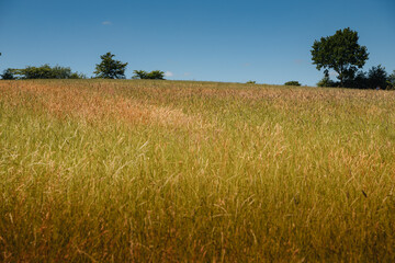 Big green meadow with a tree and blue sky