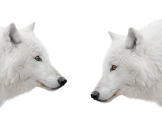 two profile portrait of an arctic wolf isolated on white background