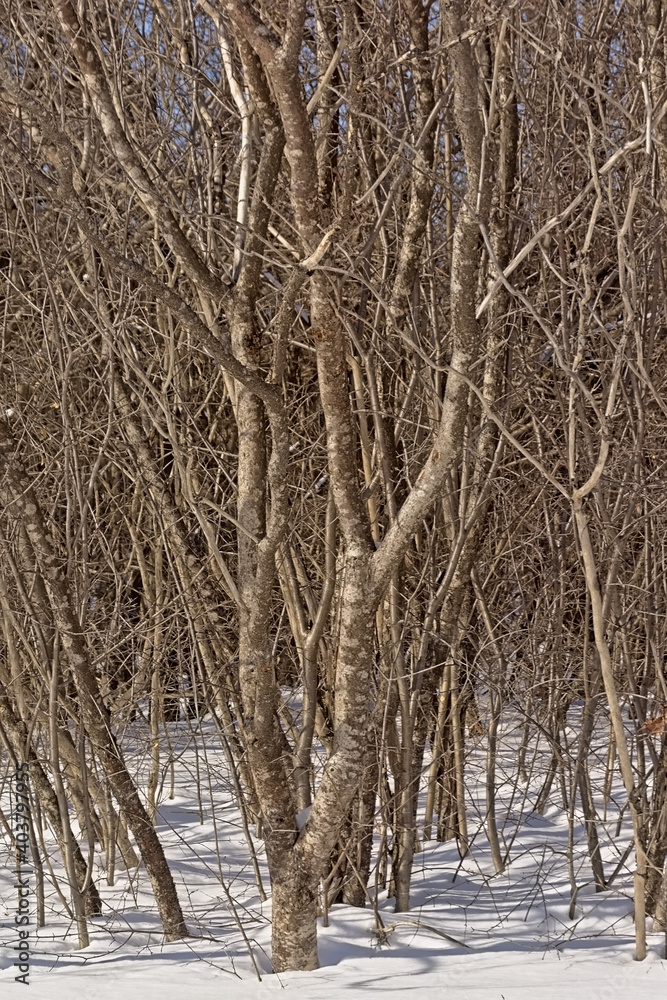 Wall mural young ash trees in kitchissipi woods on a sunny cold winter day. ottawa, canada