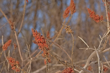 Closeup of a Birght red staghorn sumac flower, Rhus typhina. selective focus with bokeh background with blue sky