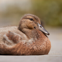 Close up of duckling mixed breed Indian runner duck and mallard