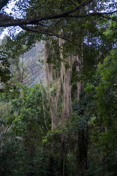 Rainforest, Tayrona National Park, Santa