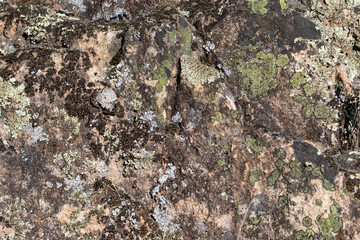 Close up view of a grey flat stone speckled with colourful lichens and ivy growing. Colorful pattern and texture surface. Abstract outdoor natural view as a background.