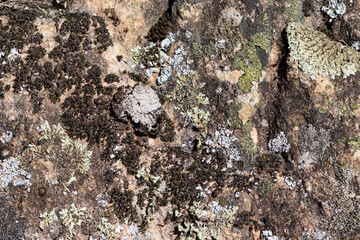 Close up view of a grey flat stone speckled with colourful lichens and ivy growing. Colorful pattern and texture surface. Abstract outdoor natural view as a background.