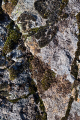 Close up view of a grey flat stone speckled with colourful lichens and ivy growing. Colorful pattern and texture surface. Abstract outdoor natural view as a background.