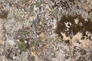 Close up view of a grey flat stone speckled with colourful lichens and ivy growing. Colorful pattern and texture surface. Abstract outdoor natural view as a background.