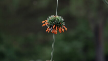 flower of a poppy