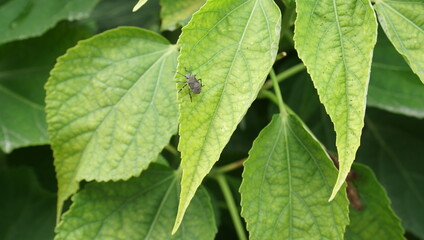 green leaves with water drops