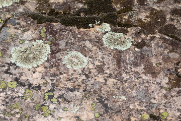 Close up view of a grey flat stone speckled with colourful lichens and ivy growing. Colorful pattern and texture surface. Abstract outdoor natural view as a background.