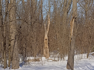 Kitchissipi woods in the snow on a sunny day with clear blue sky in Ottawa, Canada 