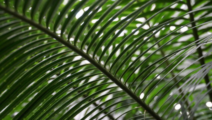 Obraz na płótnie Canvas palm leaf background