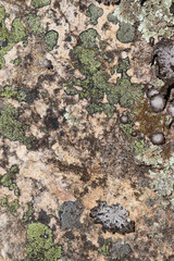 Close up view of a grey flat stone speckled with colourful lichens and ivy growing. Colorful pattern and texture surface. Abstract outdoor natural view as a background.