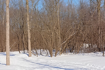 Kitchissipi woods in the snow on a sunny day with clear blue sky in Ottawa, Canada 