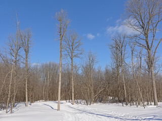 Hiking and cross country skiing traill in the snow between bare trees and shrubs on a sunny day with clear blue sky in Ottawa, Canada 
