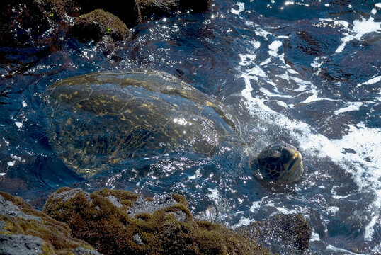 High angle view of Hawksbill