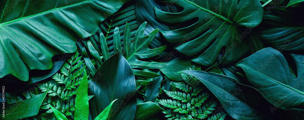 Wall mural closeup tropical green leaf background. flat lay, fresh wallpaper banner concept