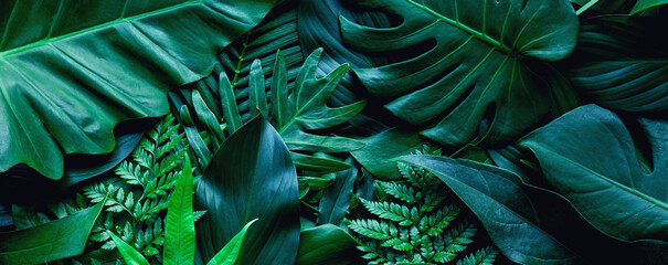 closeup tropical green leaf background. Flat lay, fresh wallpaper banner concept - obrazy, fototapety, plakaty