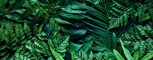 Foto op Canvas closeup tropical green leaf background. Flat lay, fresh wallpaper banner concept © Nabodin