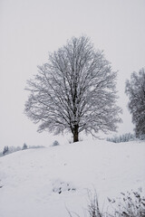 Fototapeta na wymiar Kahler Baum mit Schnee