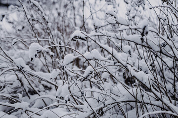 Schnee auf kahlen Gestrüpp