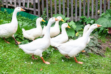 A group of white ducks and geese with yellow beaks in the autumn forest in the wild are hiding from hunters. Home breeding birds for meat and feathers.
