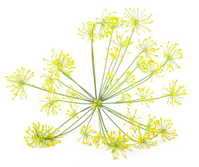 Yellow dill umbrellas on white isolated background. Healthy and vegetarian food.