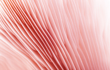 Close-up mushrooms texture background