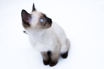 siamese thai kitten with big blue eyes