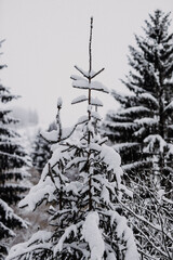 Thüringer Wald im Schnee