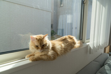 窓の外を見る猫（マンチカン）