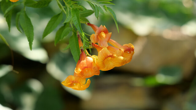 Closeup shot of bright yellow tecoma flowers