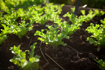 Fresh salad leave Green oak in my house.