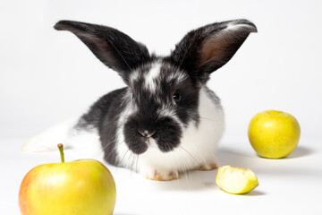 Cute black rabbit on a white background with apples. Food for rabbits. Balanced pet bunny food. Nice funny pets